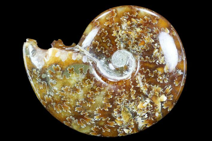 Polished, Agatized Ammonite (Cleoniceras) - Madagascar #117423